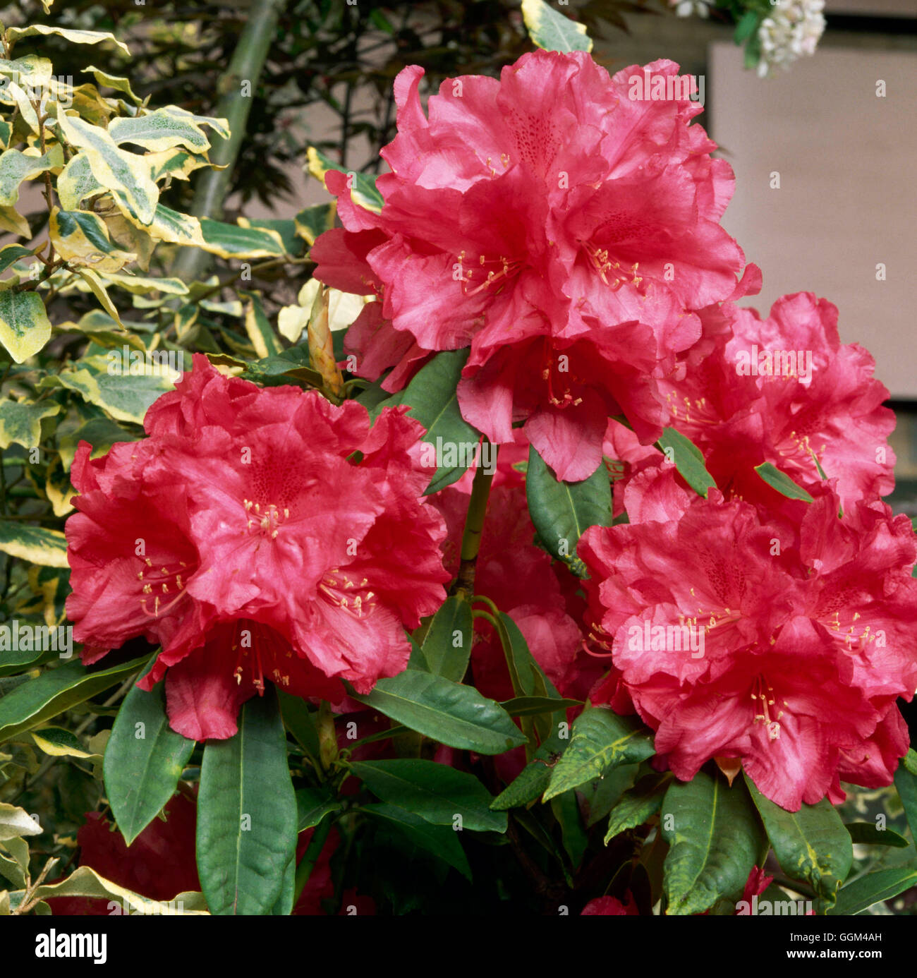 Rhododendron - `Unknown Warrior'   RHO048753 Stock Photo